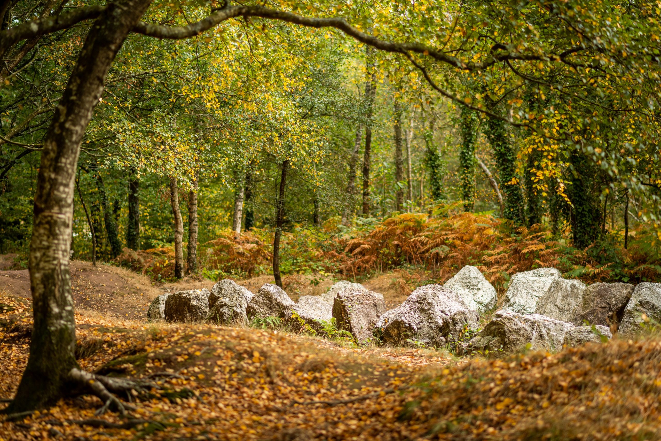jardinauxmoines Photo de jardin aux moines, situé en forêt de Brocéliande