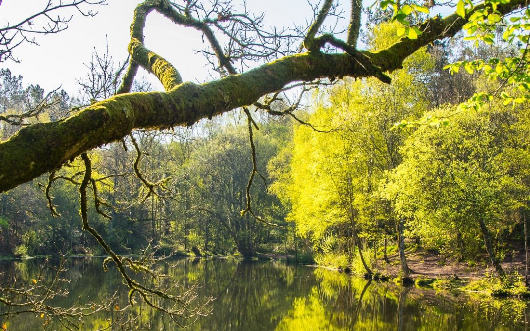 Petit message la Forêt de Brocéliande aux êtres humains