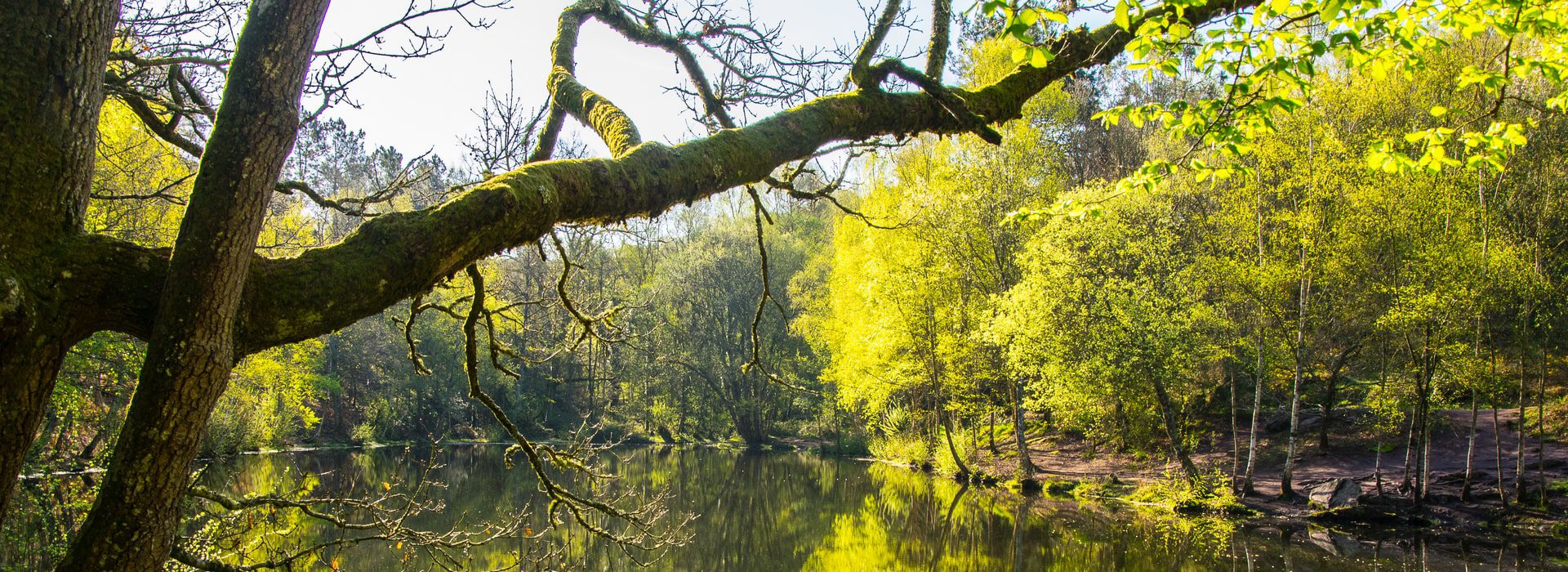 Foret-Broceliande-site-min