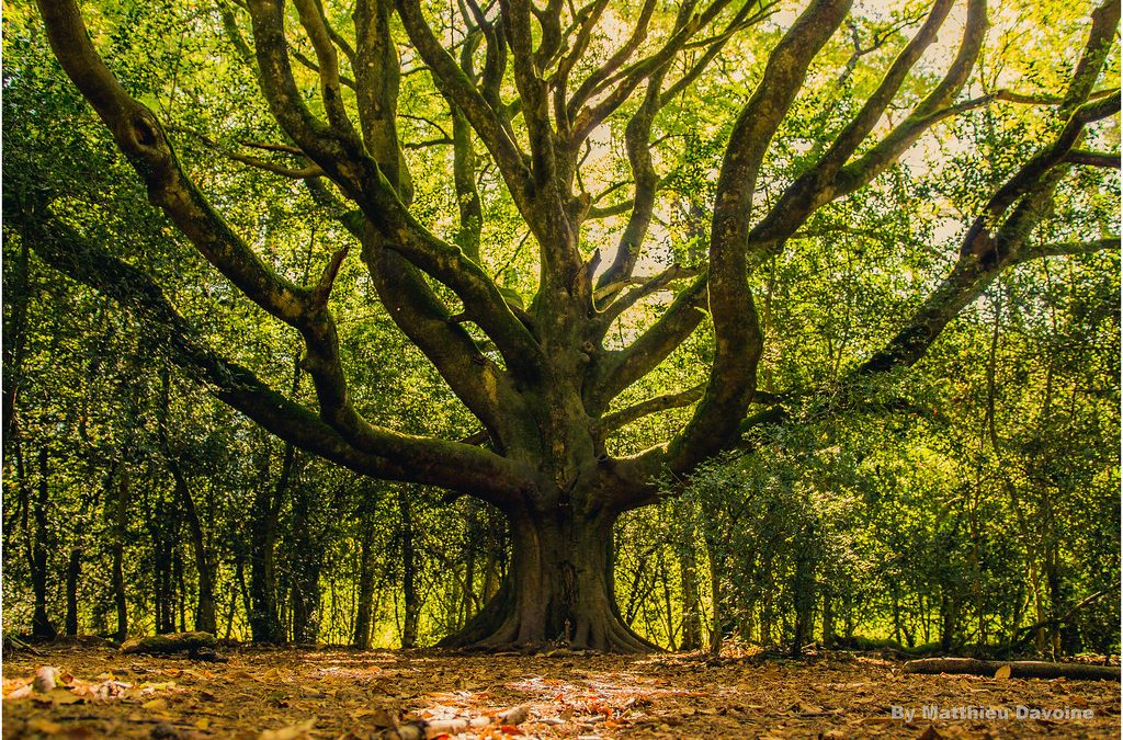 Message des Archanges