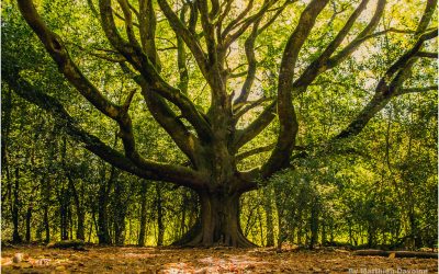 Message des Archanges