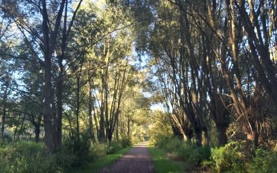 Revenons à l’essentiel !